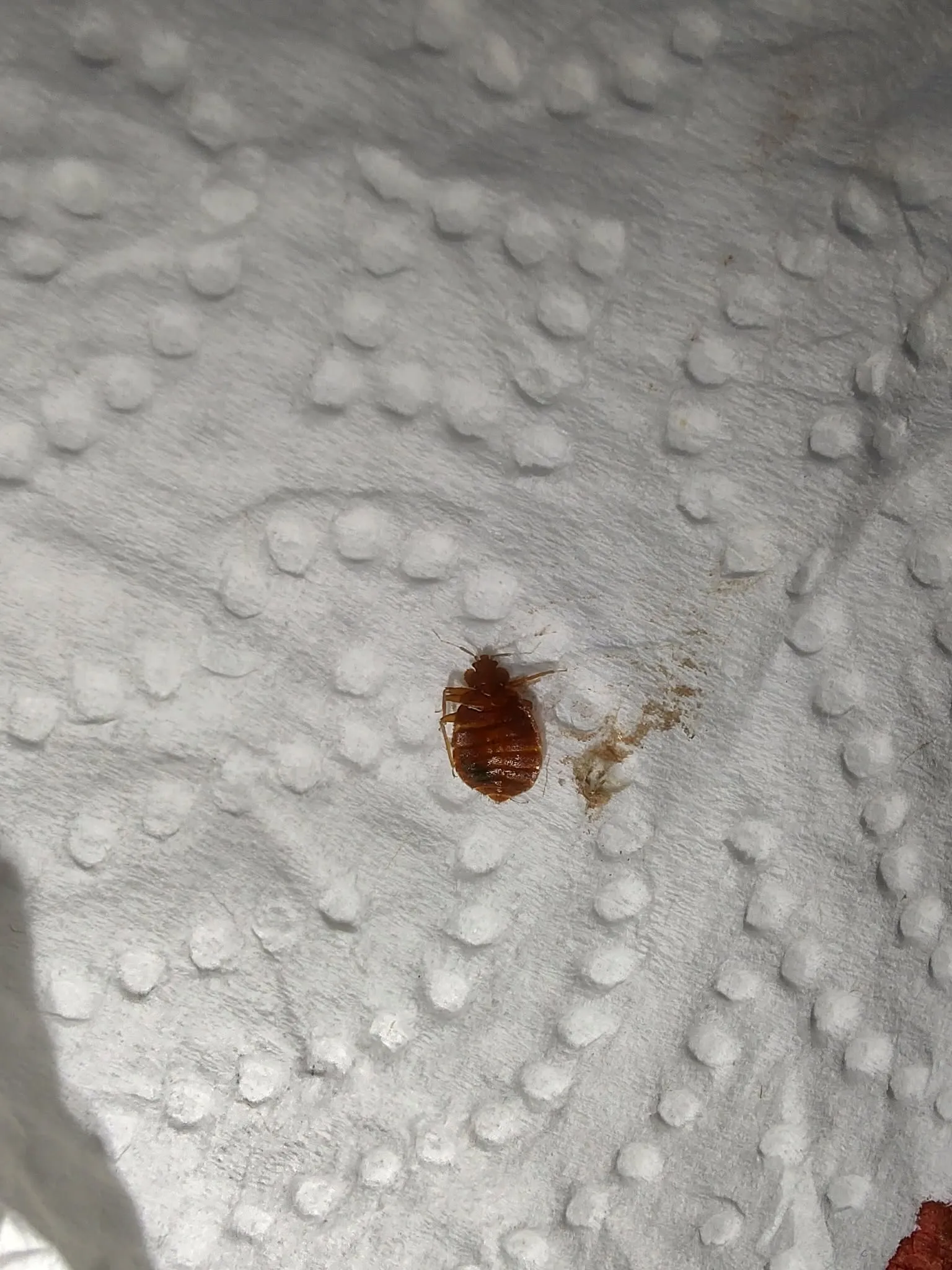 The bedbug that I found on my hiking gear
